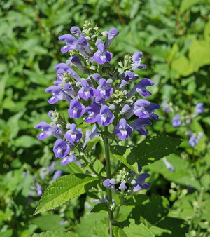 Downy Skullcap, Hoary Skullcap, Scutellaria incana